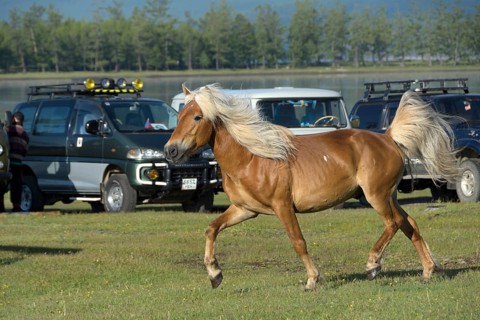 HousehorseStallion