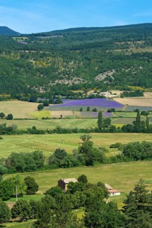Lavender fields near Sault