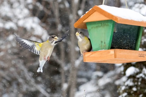 Evening grosbeak interaction at a winter bird feeder