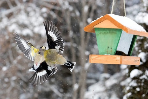 Evening grosbeak interaction at a winter bird feeder