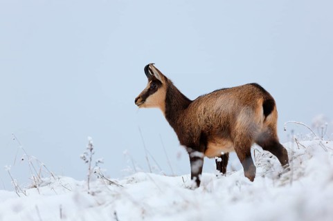 Chamois