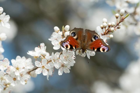European peacock