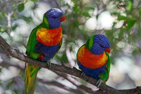 Swainson's Lorikeet