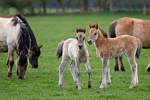 Wild Horse Duelmen