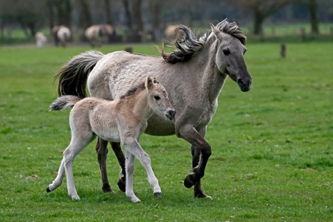 Wild Horse Duelmen