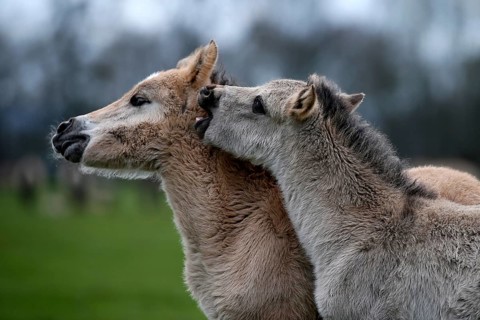 Wild Horse Duelmen