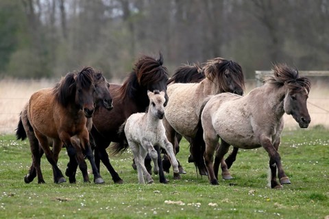 Wild Horse Duelmen