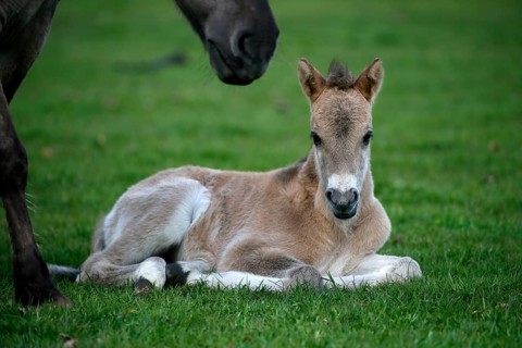 Wild Horse Duelmen