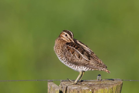 Common snipe