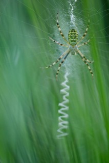 Wasp spider