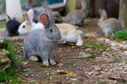 Domestic Rabbits in front of shed