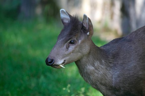 Tufted deer