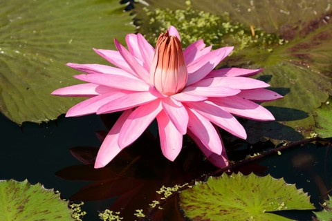 Water Lily