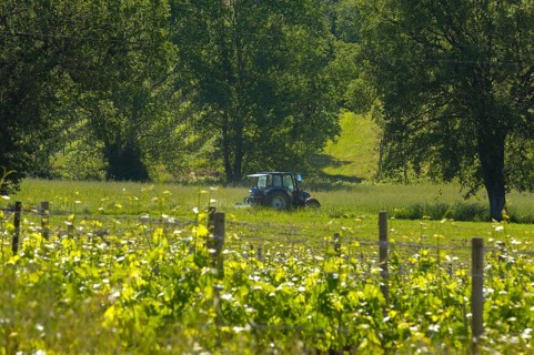 Vineyard near Sant' Antimo Abbey