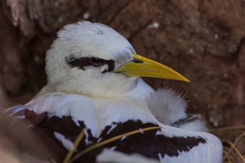 White-tailed tropicbird