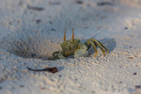 Ghost crab