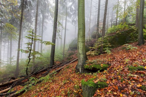 Forest at Goldstein
