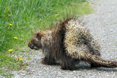 North American Porcupine