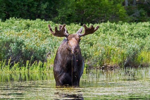 Bull moose