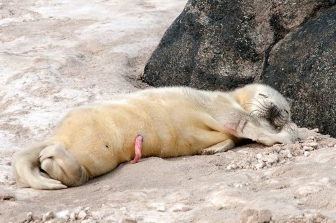 Grey seal