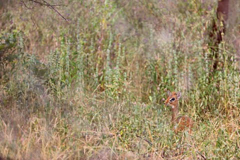 Damara Dikdik