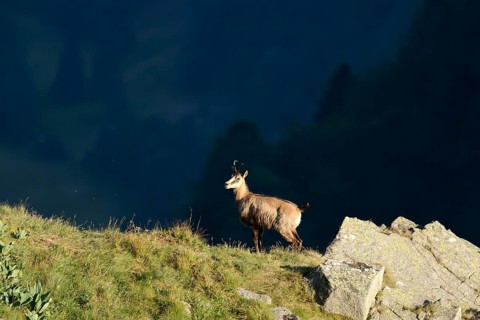 Chamois