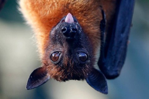 Indian Flying Fox