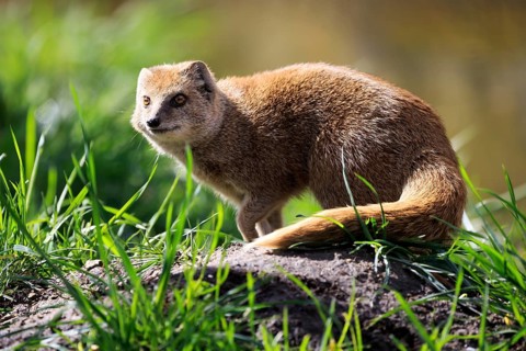 Red meerkat