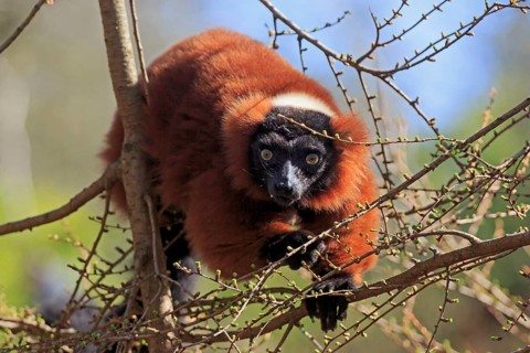 Red ruffed lemur