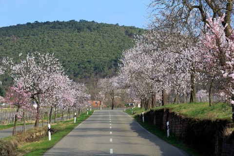 Almond tree