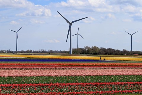 Blooming tulip field near Alkmaar