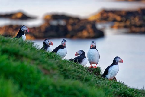 Atlantic puffin