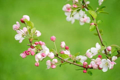 European crab apple