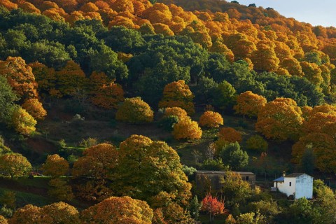 Valle del Genal