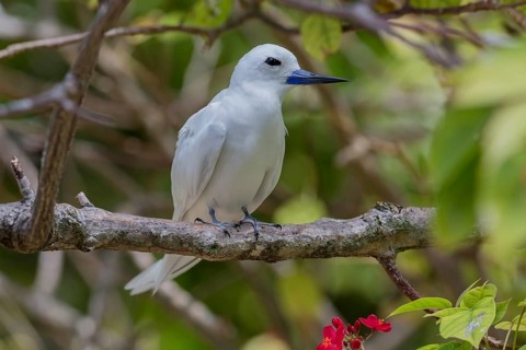 White tern