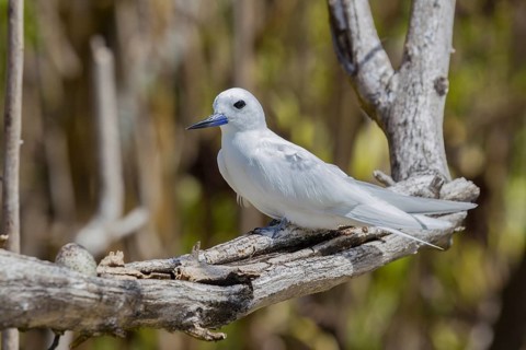 White tern