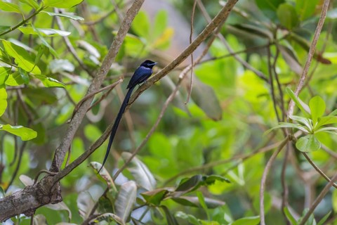 Seychelles paradise-flycatcher
