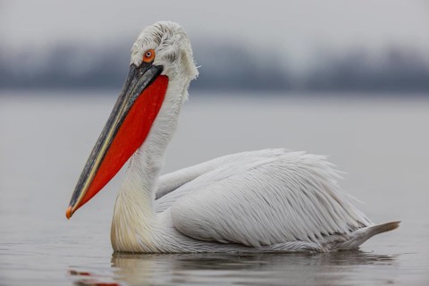 Dalmatian pelican