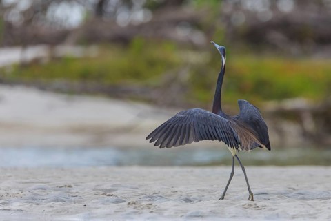 Tricolored heron