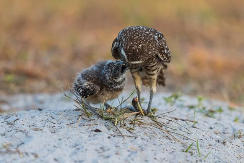 Burrowing owl