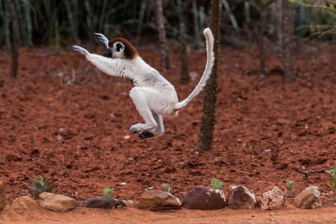 Verreaux's sifaka