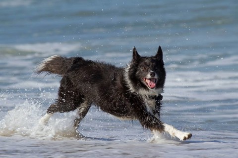 Border Collie