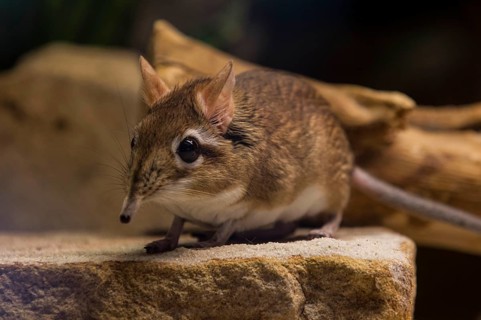Rufous elephant shrew