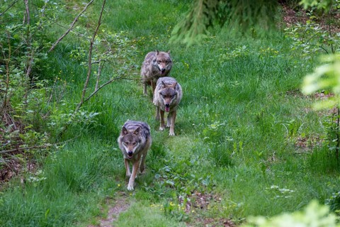 Gray wolves
