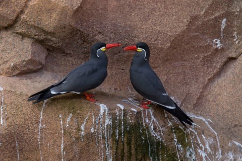 Inca terns