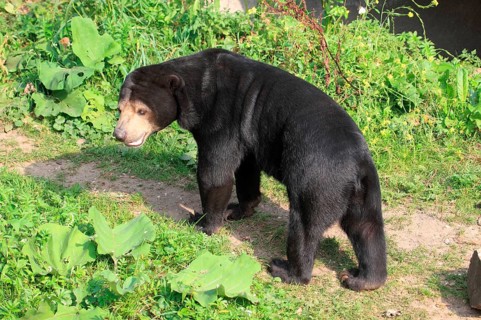 Malayan sun bear