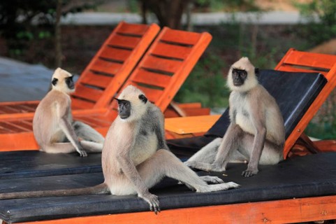 Entellus langur of Ceylon