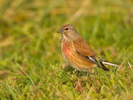 Linnet
