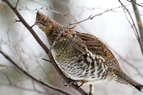 Ruffed grouse