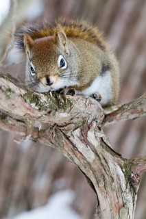 Red squirrel perched on a branch